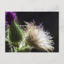Search for thistles postcards Summer