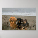 Recherche de dachshund posters Puppies