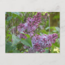 Search for fragrant postcards Bloom