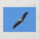 Search for flight feather postcards Wildlife