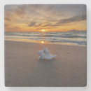 Search for beach shells coasters Shore