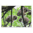 Recherche de jeune hibou cartes postales Faune