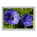 Recherche de pavot photographie Nature