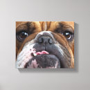 Recherche de anglais bouledogue art Chien