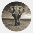 Search for african mammals stickers Wildlife