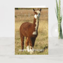 Recherche de alpaca birthday cards Animal