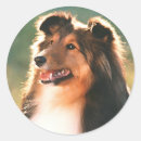 Search for shetland sheepdog stickers Pets