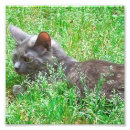 Search for pretty kitty posters Grey