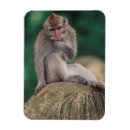 Recherche de bali indonésie magnets Jour