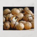 Search for walnuts Nature