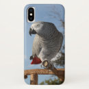 Search for african grey iphone cases Psittacus erithacus