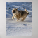 Recherche de alsaciennes posters Animal