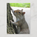 Search for climbing tree postcards Animal