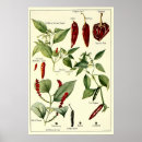 Search for chili posters Plant
