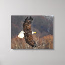 Search for soares canvas prints Bird