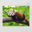 Recherche de red panda cartes postales Mammifère