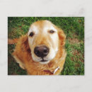 Search for friend dog postcards Golden