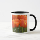 Search for lisse mugs Park