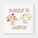 Recherche de volaille magnets Poulet