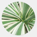 Search for agave stickers Nature