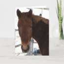 Search for animal welfare cards Pets