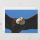 Search for bird of prey cards Bald eagle