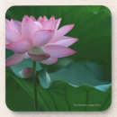 Recherche de fleur lotus dessous de verres Feuille