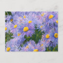 Recherche de maître cartes postales Fleurs