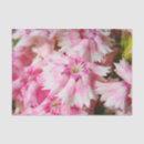Search for sweet tissue paper Pink flowers