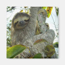 Recherche de sloth magnete Zoo