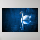 Search for white swan posters Bird