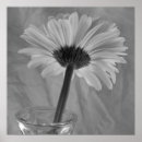 Search for black and white daisy posters Flowers