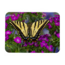 Recherche de fleurs roses magnets Lavande