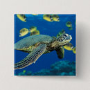 Search for tortoise square buttons Sea