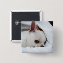Search for dog photo buttons Picture
