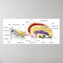 Search for female anatomy posters Chart