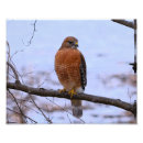 Recherche de rouge épaulé posters Oiseaux de proie