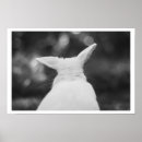 Recherche de lapin noir et blanc posters Animal