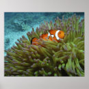 Search for clown fish art Coral reef