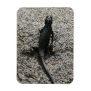 Recherche de lézard magnets Faune