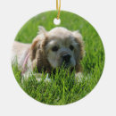 Search for buff ornaments Dog