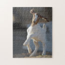 Search for one colour puzzles Domestic animals