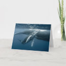 Search for humpback cards Whale