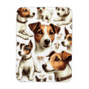 Recherche de jack russel magnets Chien