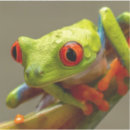 Search for red eyed tree frog stickers Nature