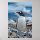 Search for antarctica penguin posters Gentoo