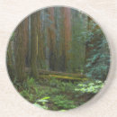 Search for redwood national park coasters Forest
