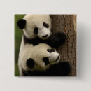 Search for giant panda buttons China