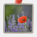 Recherche de coquelicot ornements Pavot