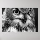 Search for owl portrait posters Beautiful